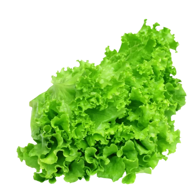 Leaf of lettuce